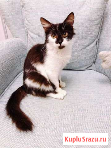 Отдам красотку в надежные руки Коломна - изображение 1