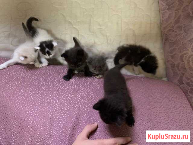 Котята Реутов - изображение 1