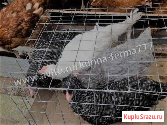 Куры несушки молодки Доминант Д107 155 дн Долгопрудный - изображение 1