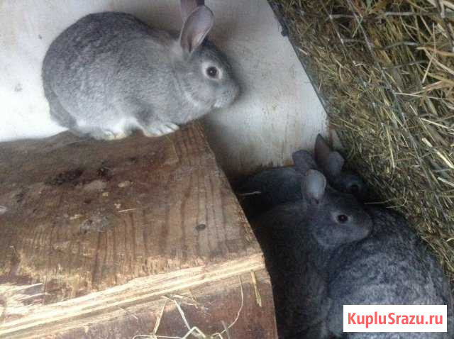 Кролики большая шиншилла Котельники - изображение 1
