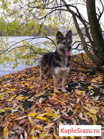 Щенок Химки - изображение 1