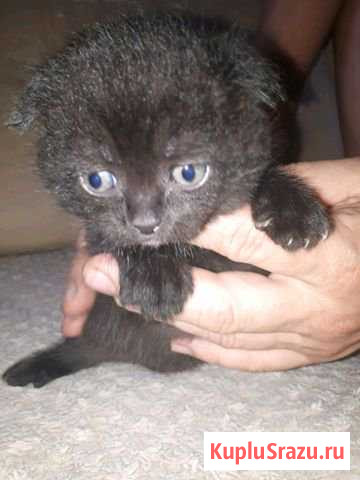 Бриташки Климовск - изображение 1