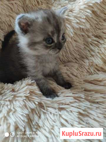 Шотландские котята Дедовск - изображение 1