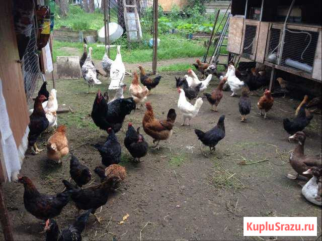 Яйцо/Индюки/Индоутки Удельная - изображение 1