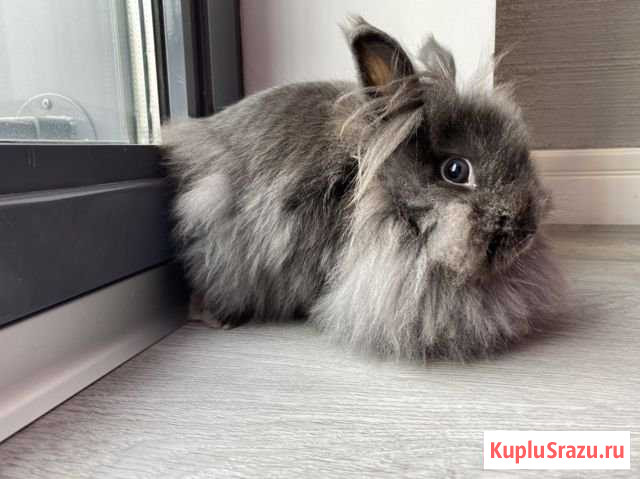 Кролик Заречье - изображение 1