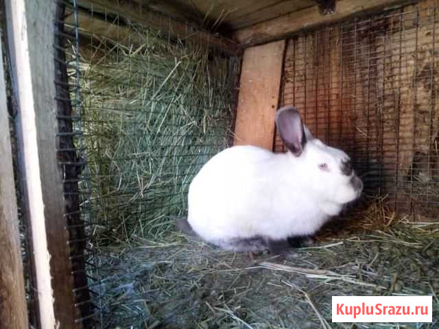 Домашние кролики Видное - изображение 1