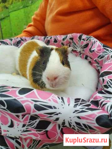 Морские свинки Реутов - изображение 1