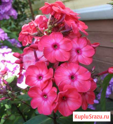 Флоксы цветущие подмосковные Пушкино - изображение 1