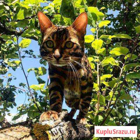 Бенгальский кот на вязку Красногорск
