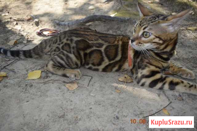 Бенгальские котики Королев - изображение 1