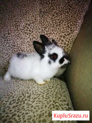 Кролики декоративные Серпухов - изображение 1