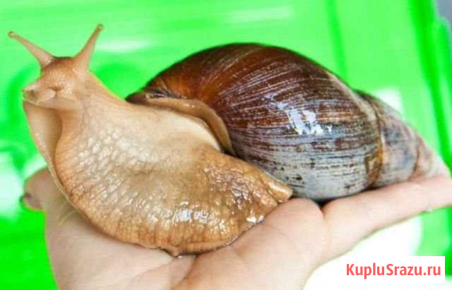 Улитка Ступино - изображение 1