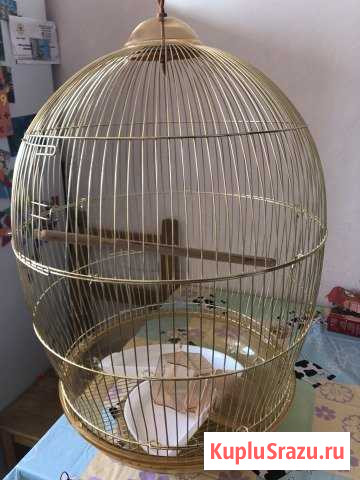 Клетка Реутов - изображение 1