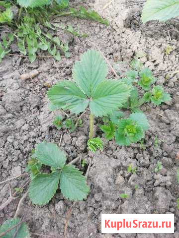 Усы клубники Кашира - изображение 1