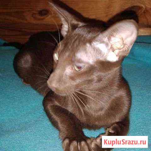Котята ориентальные Пушкино