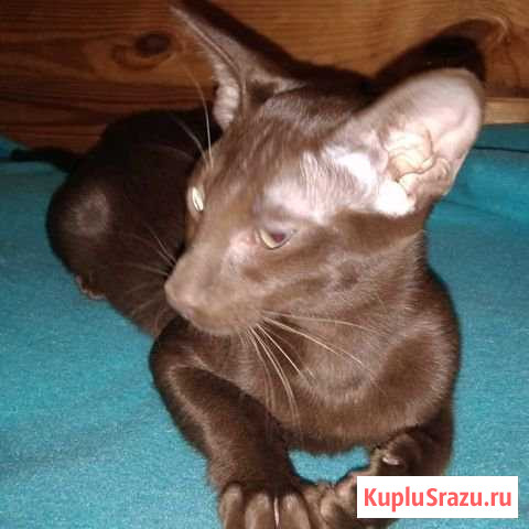 Котята ориентальные Пушкино - изображение 1