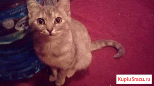 Отдадим 4-х месячных котят новым хозяевам Скоропусковский - изображение 1