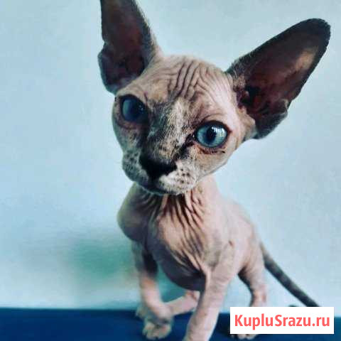 Канадский сфинкс Королев - изображение 1