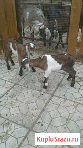 Козлики нубийские Ступино - изображение 1