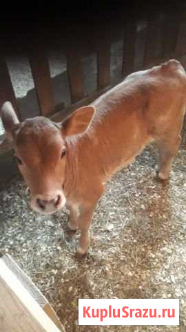 Телка швицкой породы Серпухов - изображение 1