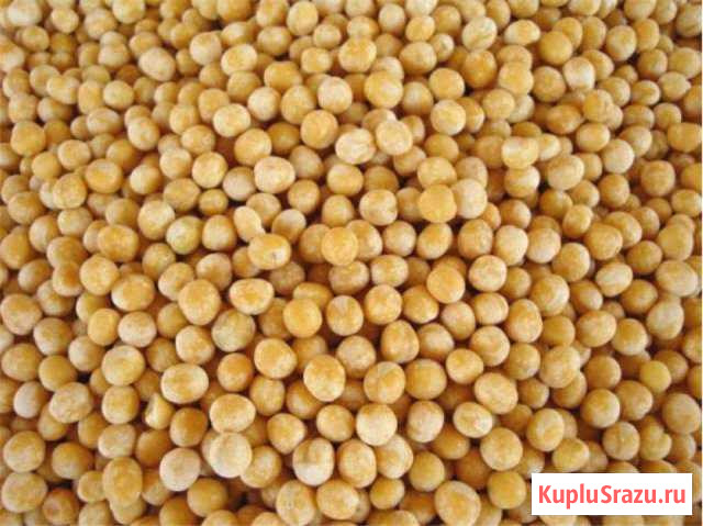 Горох кормовой Пушкино - изображение 1