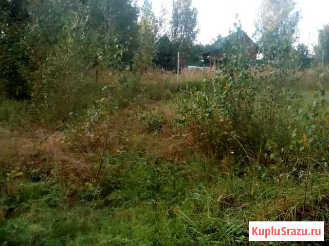 Деревья Звенигород - изображение 1