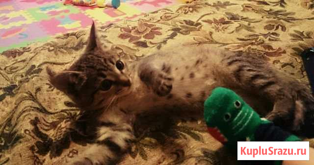 Котёнок в добрые руки Зеленоград - изображение 1