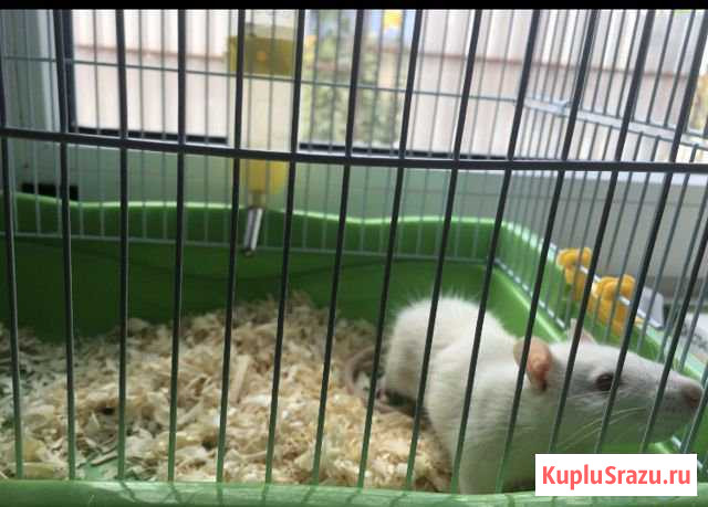 Продаю крысу с клеткой Новороссийск - изображение 1