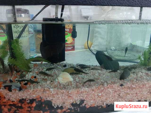 Сомики Красное Село - изображение 1