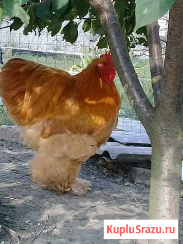Молодые петухи кохинхина и брамы Славянск-на-Кубани - изображение 1