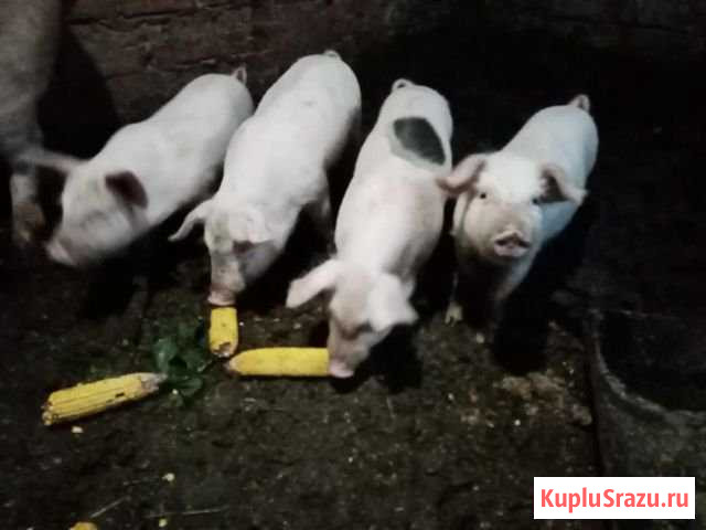 Поросята Курганинск - изображение 1
