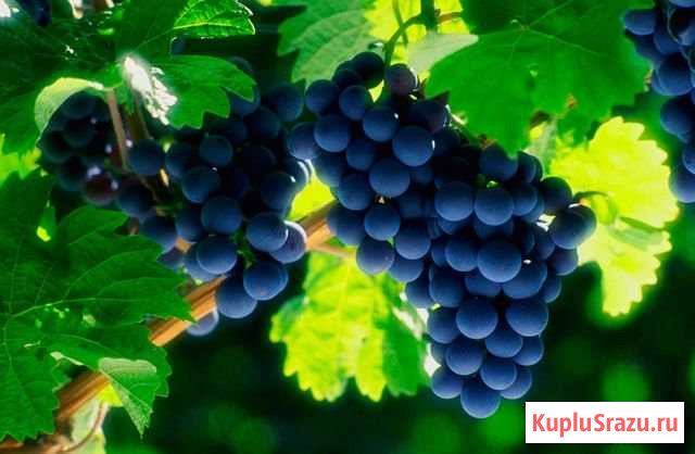 Саженцы винограда Курганинск - изображение 1