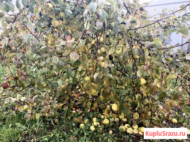 Груша дерево Красное Село - изображение 1