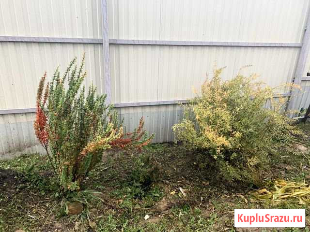 Спирея и кизильник Красное Село - изображение 1