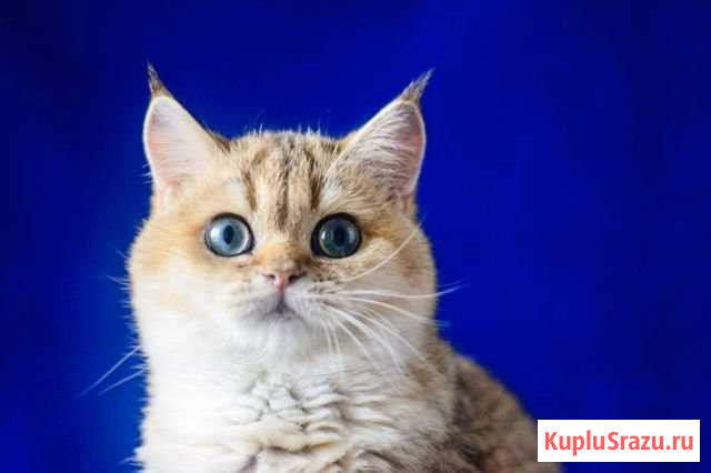 Золотой тикированный котик Коммунарка - изображение 1