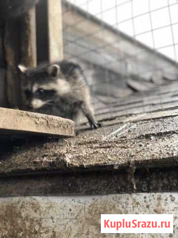 Енот полоскун 4 месяца Павловская Слобода - изображение 1