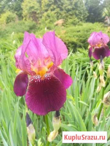 Ирисы, Лилейники, декоративные растения Электроугли - изображение 1