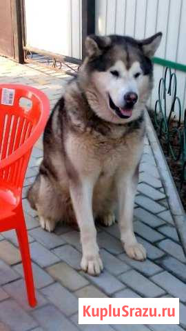 Вязка Аляскинский Маламут Коломна - изображение 1