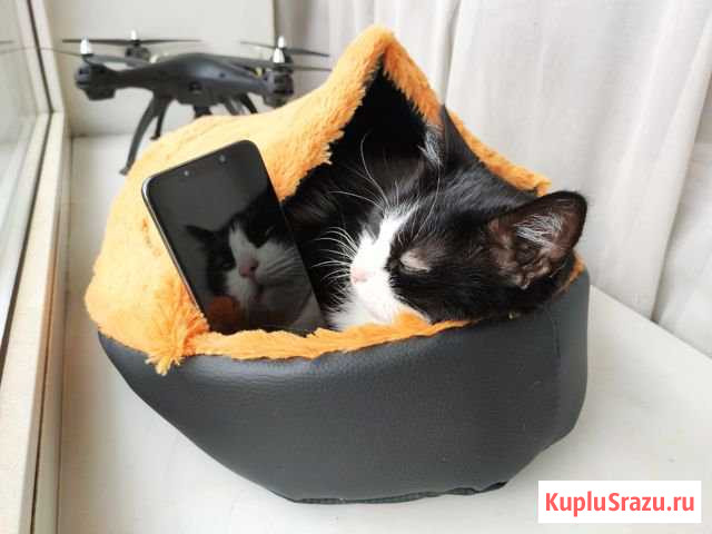 Pocophone F1+ Наушники MDR-XB70BT (кошка не продае Санкт-Петербург - изображение 1