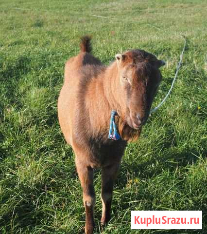 Породистый козёл.коза.козлёнок Санкт-Петербург - изображение 1