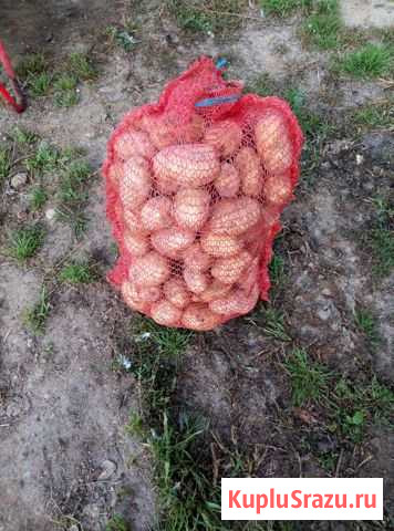 Картофель Коломна - изображение 1