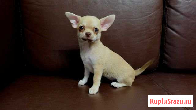 Две девочки 3 месяца Чехов - изображение 1