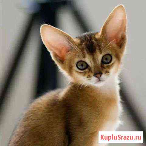 Котята Абиссинцы Красногорск