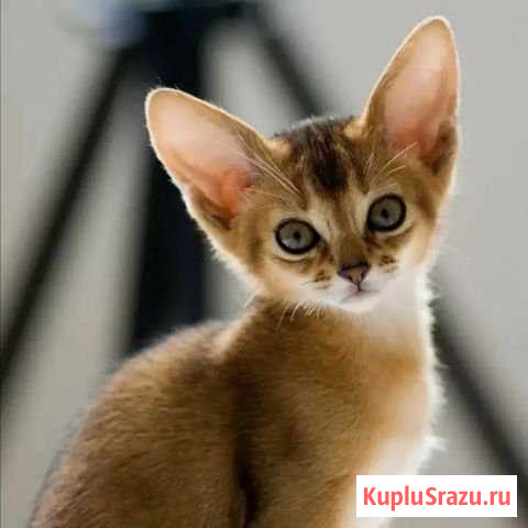 Котята Абиссинцы Красногорск - изображение 1