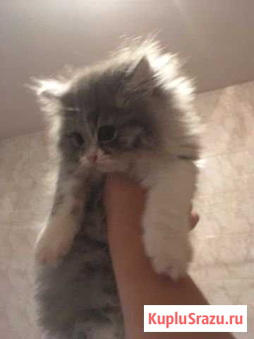 Шотландский длинношёрстный котёнок Климовск - изображение 1