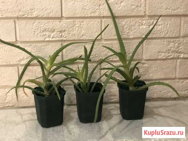 Алоэ вера комнатный цветок Лыткарино - изображение 1