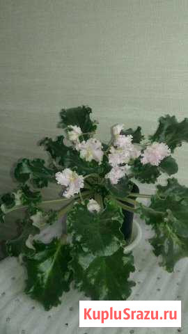 Фиалка Большевик - изображение 1