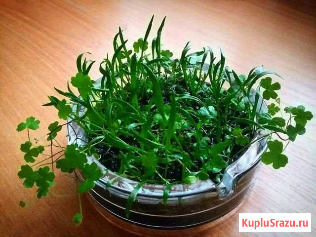 Вабикуса Видное - изображение 1