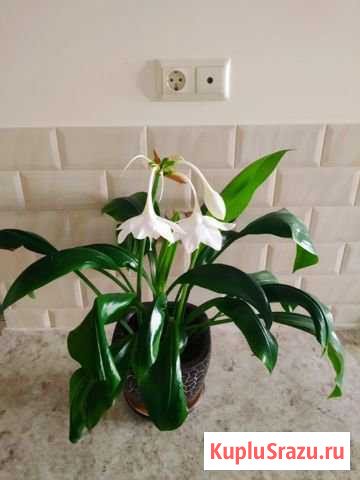 Эухарис (Амазонская Лилия) Балашиха - изображение 1