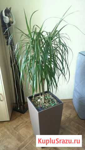 Пальма в горшке с автополивом Балашиха - изображение 1